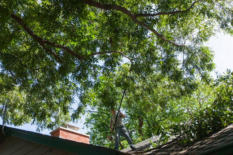 tree removal Wichita