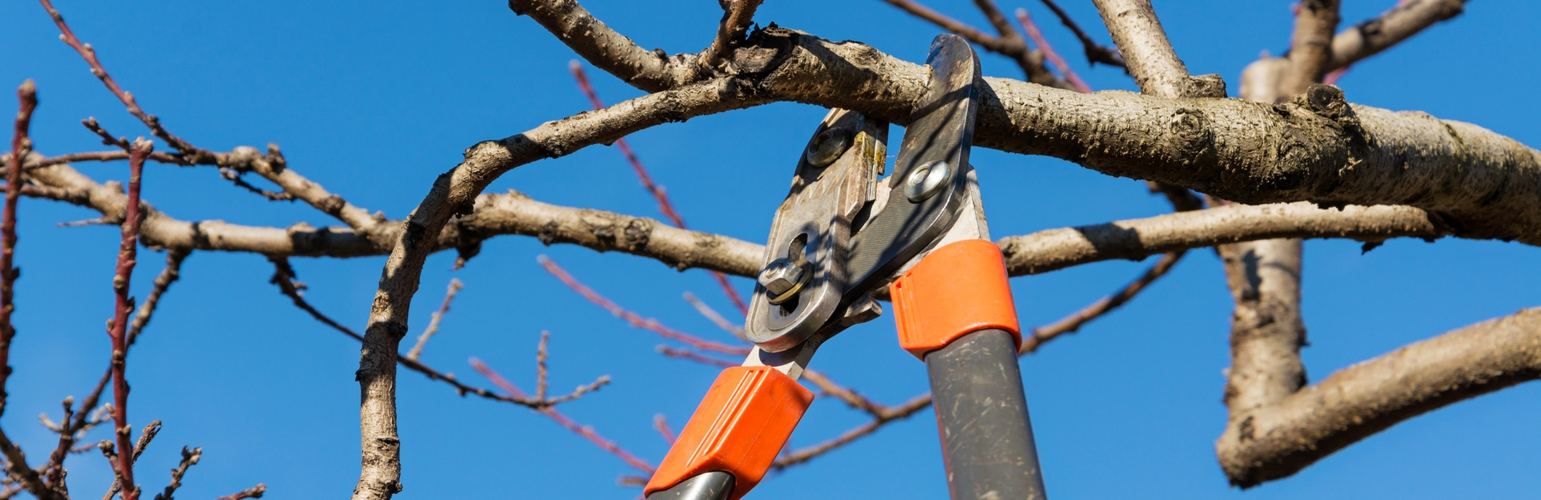 tree trimming