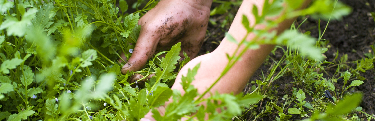 weed removal