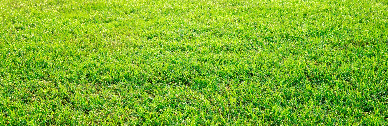 lawn fertilizer