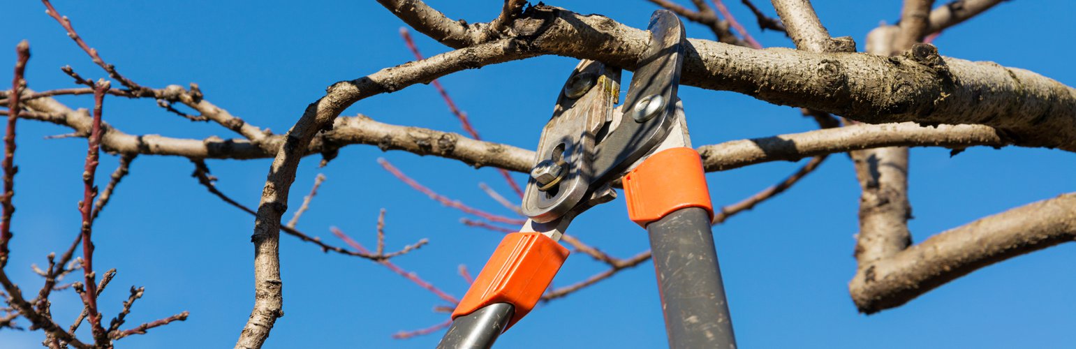 tree pruning