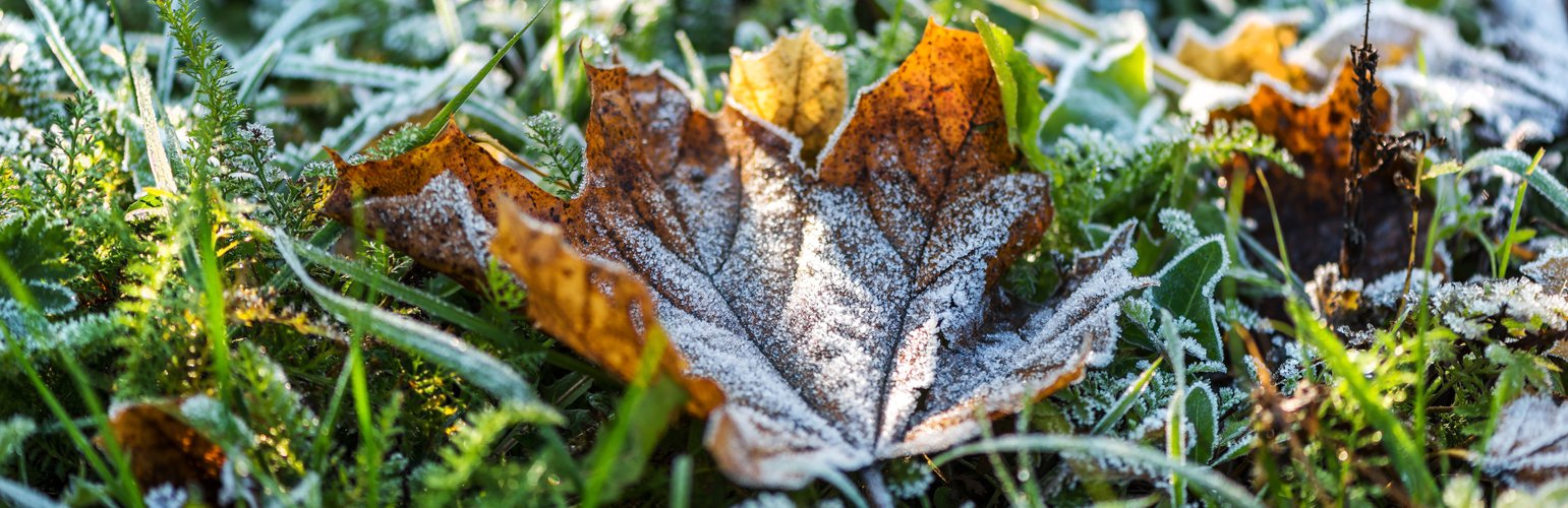 winter lawn care