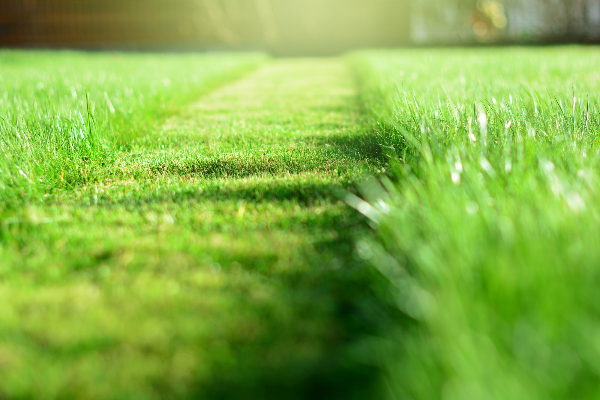 Greener Grass: 4 Lawn Care Tips